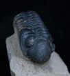 Bargain Reedops Trilobite - Inches #2081-3